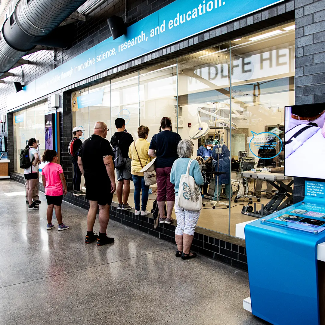Wildlife Health and Science Centre Viewing Gallery